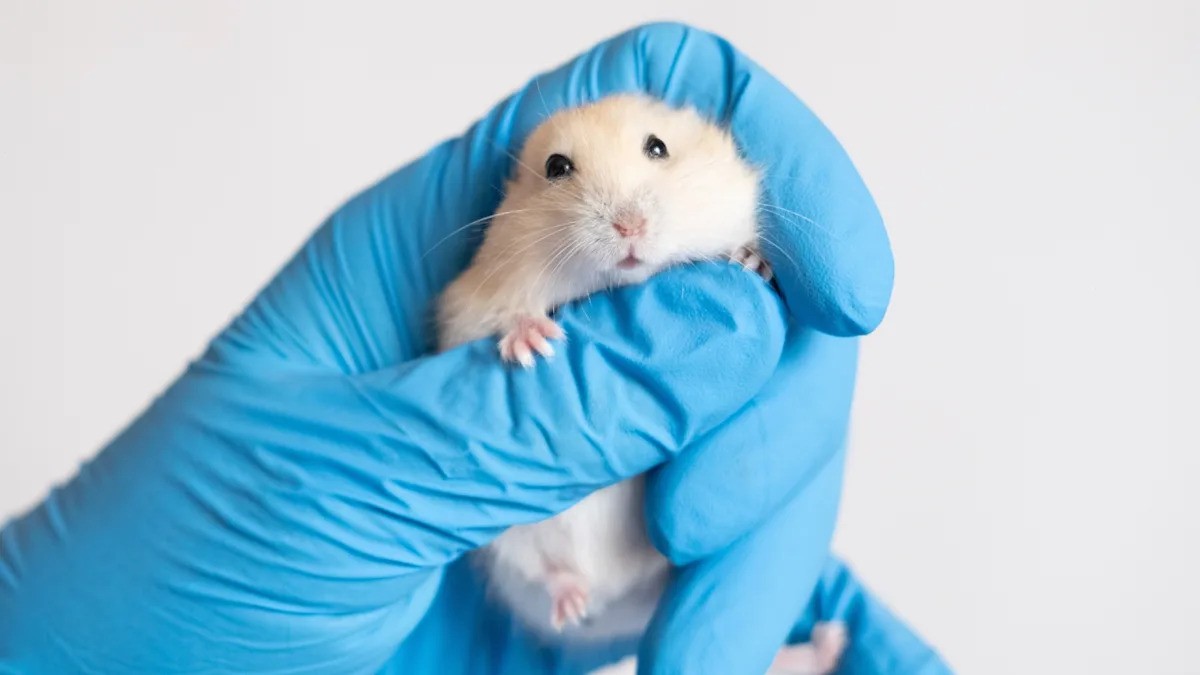 Watch as Veterinarians Use Comedic Positions for CT Scans That Will Leave You in Stitches! Watch as Veterinarians Use Comedic Positions for CT Scans That Will Leave You in Stitches!