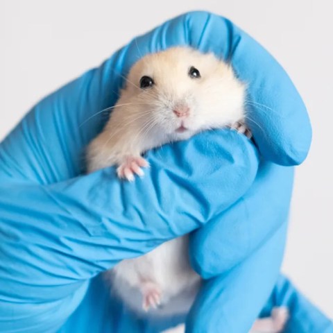 Watch as Veterinarians Use Comedic Positions for CT Scans That Will Leave You in Stitches! Watch as Veterinarians Use Comedic Positions for CT Scans That Will Leave You in Stitches!