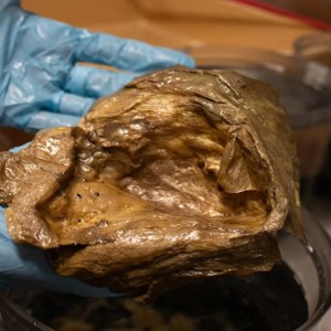 Unveiling the Mystery: The Golden Orb Discovered at the Ocean’s Depths in 2023 Revealed! Unveiling the Mystery: The Golden Orb Discovered at the Ocean’s Depths in 2023 Revealed!