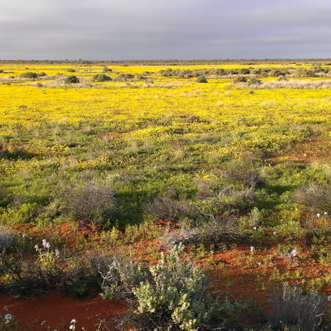 Discover the Stunning 26-Year Transformation of an Aussie Desert Property Discover the Stunning 26-Year Transformation of an Aussie Desert Property