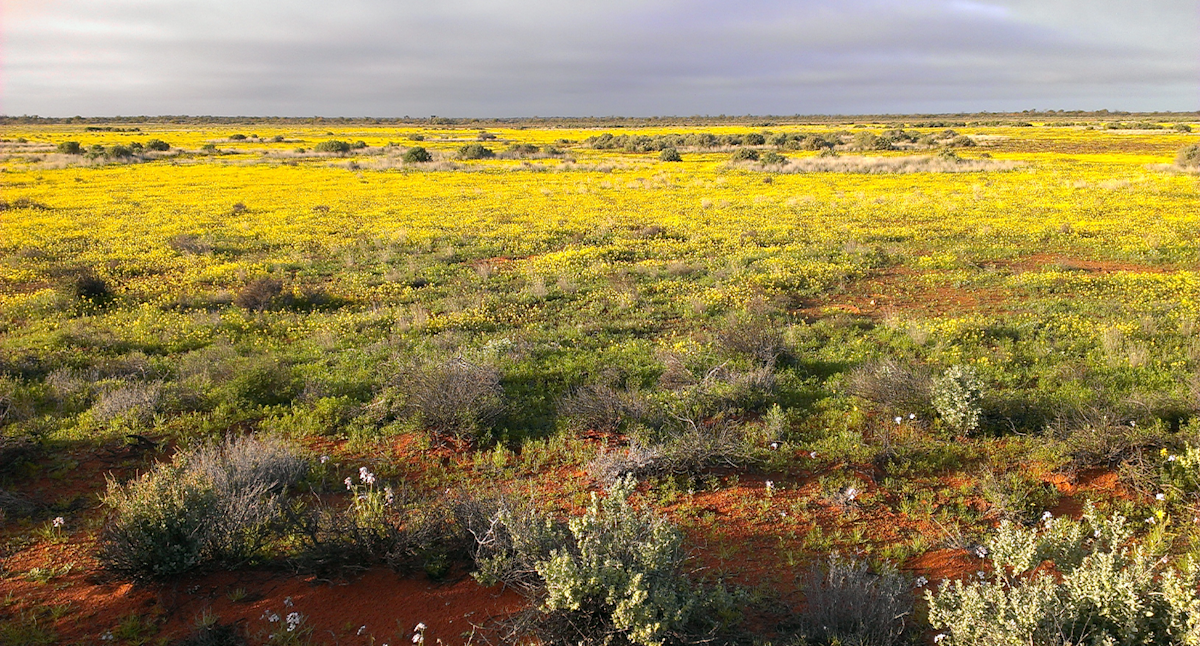 Transformative 26-Year Transformation: Discover the Stunning Evolution of an Aussie Desert Property Transformative 26-Year Transformation: Discover the Stunning Evolution of an Aussie Desert Property