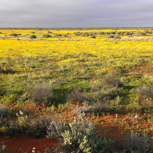 Discover the Stunning 26-Year Transformation of an Aussie Desert Property Discover the Stunning 26-Year Transformation of an Aussie Desert Property