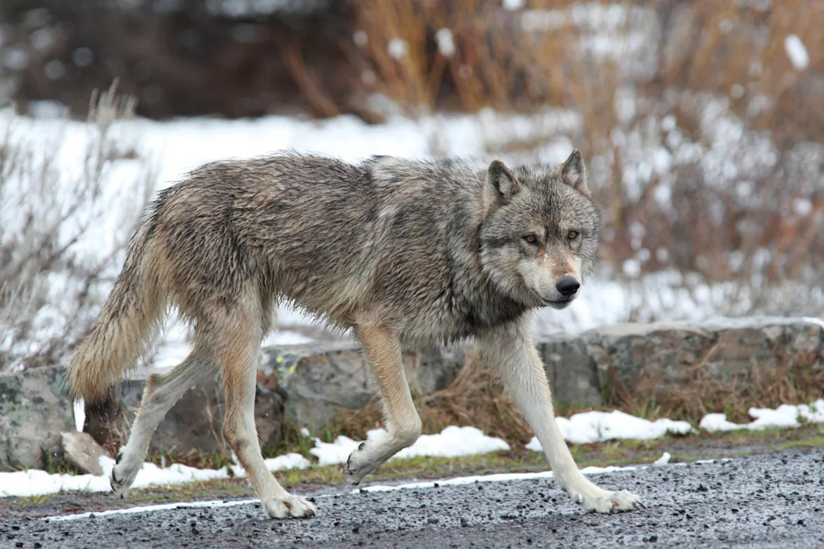 New Research Uncovers Risks of Apex Predator Reintroduction: Why Preventing Their Decline is Crucial for Conservation New Research Uncovers Risks of Apex Predator Reintroduction: Why Preventing Their Decline is Crucial for Conservation