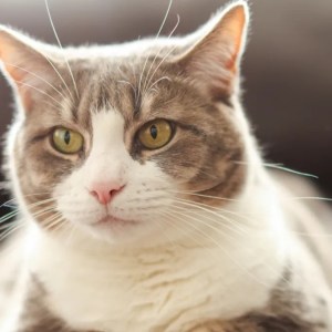 Why Your Shorthair Cat Takes Charge When You Snooze: A Hilarious Wake-Up Call! Why Your Shorthair Cat Takes Charge When You Snooze: A Hilarious Wake-Up Call!