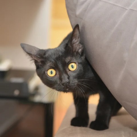 Hilarious Reactions: Watch Adorable Kitties Get Confused by Shower Steam! Hilarious Reactions: Watch Adorable Kitties Get Confused by Shower Steam!