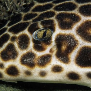 Meet the Revolutionary Creature Defying Nature: Scientists Uncover a Remarkable Break in Reproductive Rules Meet the Revolutionary Creature Defying Nature: Scientists Uncover a Remarkable Break in Reproductive Rules