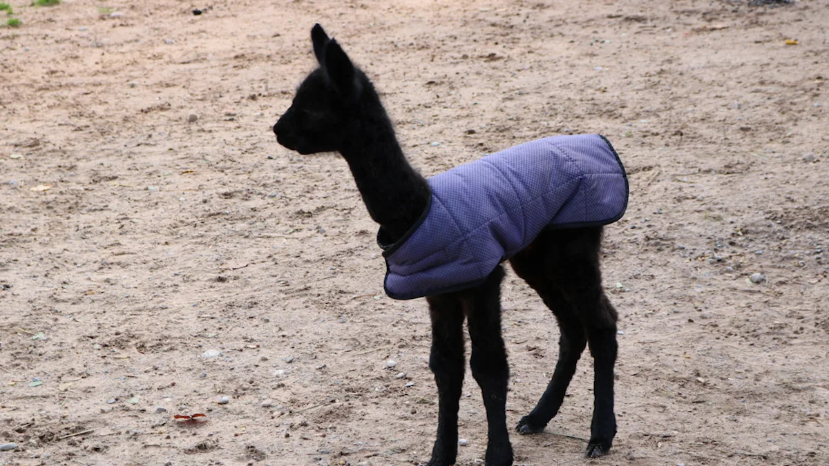 Watch This Adorable Baby Alpaca Take Its First Wobbly Steps—A Heartwarming Moment You Can’t Miss! Watch This Adorable Baby Alpaca Take Its First Wobbly Steps—A Heartwarming Moment You Can’t Miss!