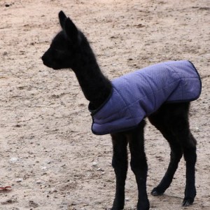 Watch This Adorable Baby Alpaca Take Its First Wobbly Steps—A Heartwarming Moment You Can’t Miss! Watch This Adorable Baby Alpaca Take Its First Wobbly Steps—A Heartwarming Moment You Can’t Miss!