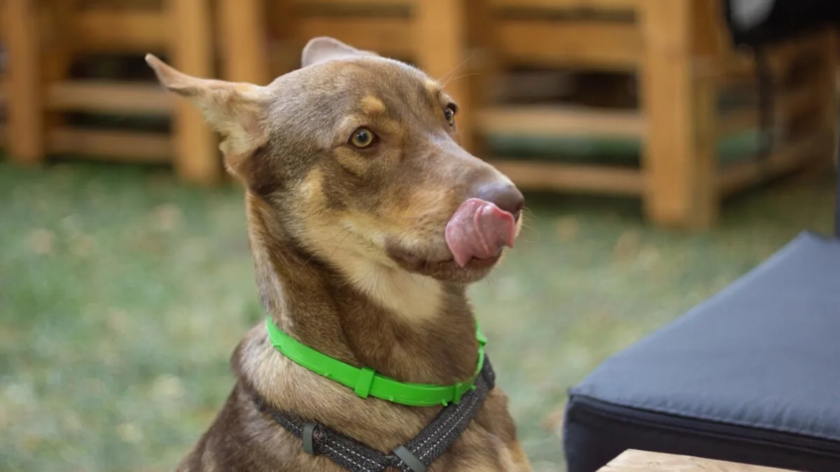 Watch This Hilarious Dog’s Unexpected Twist While Chasing a French Fry! Watch This Hilarious Dog’s Unexpected Twist While Chasing a French Fry!