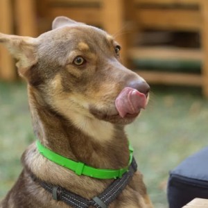 Watch This Hilarious Dog’s Unexpected Twist While Chasing a French Fry! Watch This Hilarious Dog’s Unexpected Twist While Chasing a French Fry!