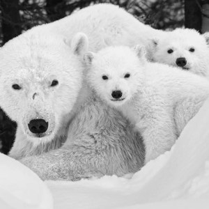 Beyond Climate Change: Uncovering the Hidden Threats Facing Polar Bears Beyond Climate Change: Uncovering the Hidden Threats Facing Polar Bears