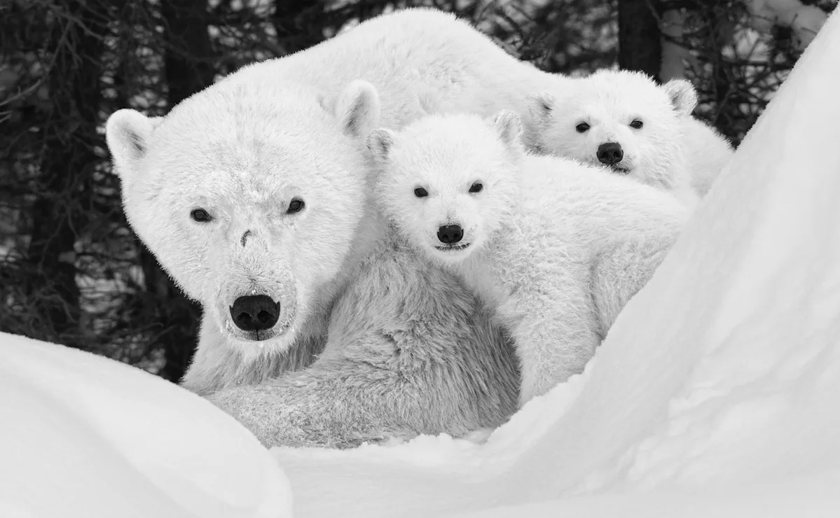 Beyond Climate Change: Uncovering the Hidden Threats Facing Polar Bears Beyond Climate Change: Uncovering the Hidden Threats Facing Polar Bears