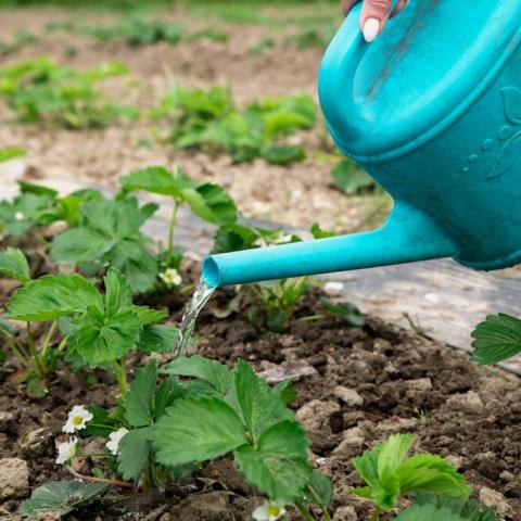 Unlock the Secret to Lush Strawberry Plants: The Ultimate Watering Tip You Need! Unlock the Secret to Lush Strawberry Plants: The Ultimate Watering Tip You Need!