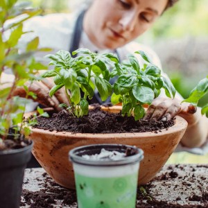 From Joke to Reality: How Growing My Own Food Saved Me Money – The Surprising Math Behind It From Joke to Reality: How Growing My Own Food Saved Me Money – The Surprising Math Behind It