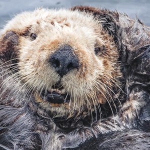 Watch This Adorable Otter Play with a Pumpkin at Point Defiance Zoo – Guaranteed to Brighten Your Day! Watch This Adorable Otter Play with a Pumpkin at Point Defiance Zoo – Guaranteed to Brighten Your Day!