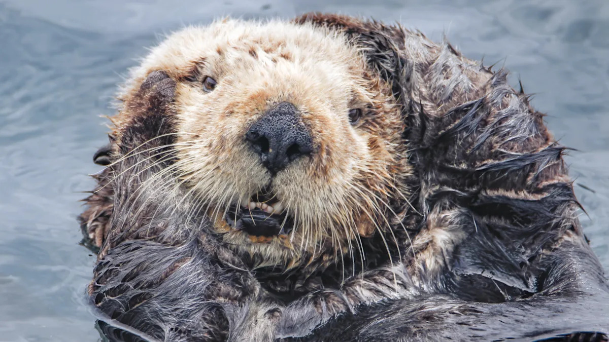 Watch This Adorable Otter Play with a Pumpkin at Point Defiance Zoo – Guaranteed to Brighten Your Day! Watch This Adorable Otter Play with a Pumpkin at Point Defiance Zoo – Guaranteed to Brighten Your Day!