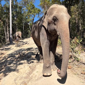 Thriving After Food Poisoning: My Journey to Chiang Mai’s Elephants! Thriving After Food Poisoning: My Journey to Chiang Mai’s Elephants!