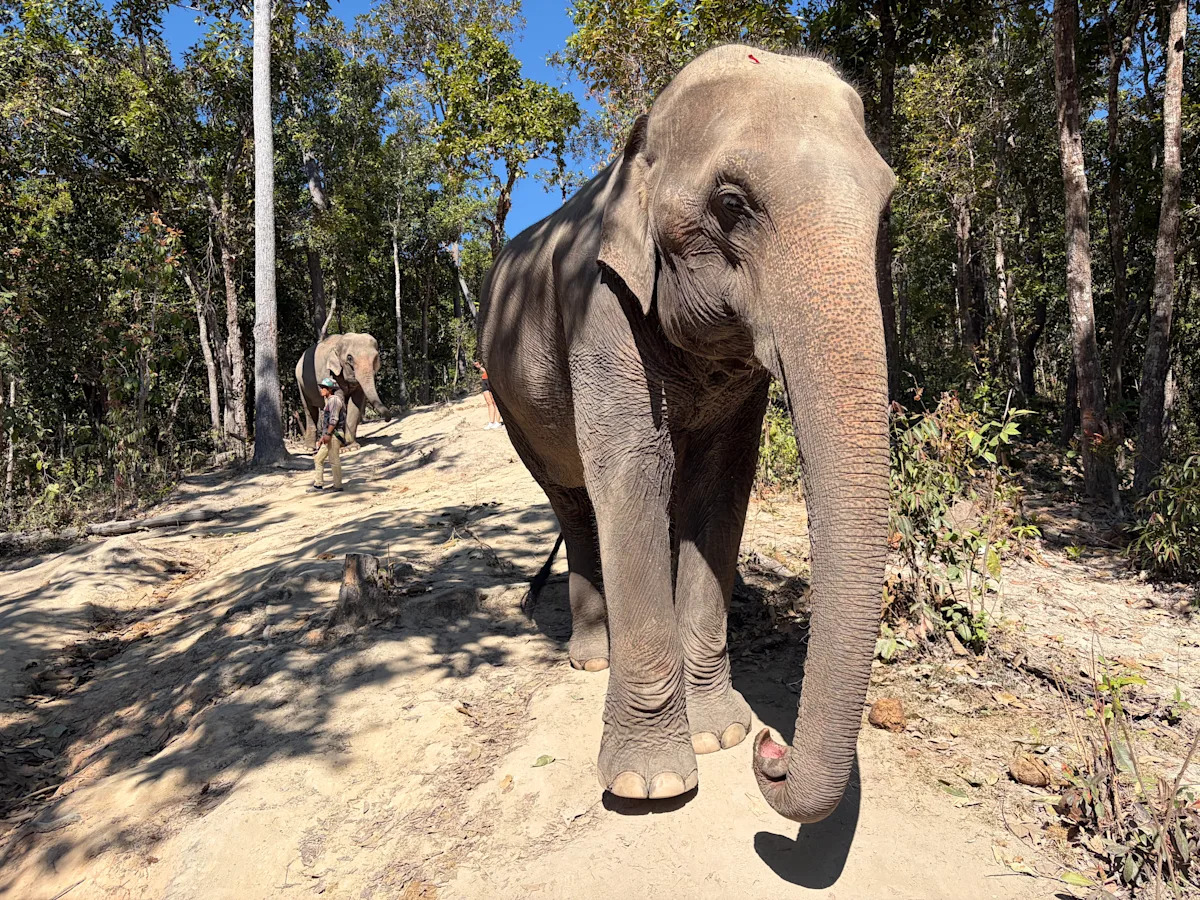 Thriving After Food Poisoning: My Journey to Chiang Mai’s Elephants! Thriving After Food Poisoning: My Journey to Chiang Mai’s Elephants!