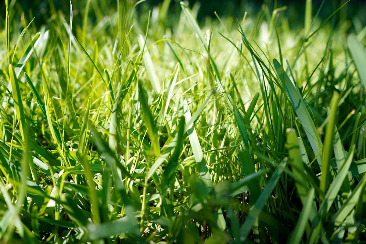 7 Quick-Growing Grasses for a Lush, Vibrant Lawn in Record Time 7 Quick-Growing Grasses for a Lush, Vibrant Lawn in Record Time