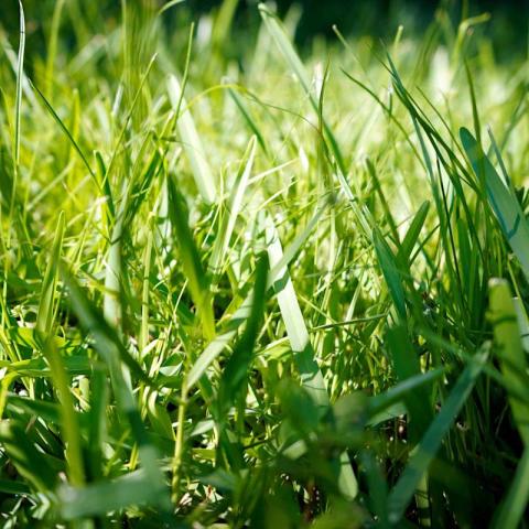 7 Quick-Growing Grasses for a Lush, Vibrant Lawn in Record Time 7 Quick-Growing Grasses for a Lush, Vibrant Lawn in Record Time