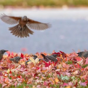 Attract More Birds This Fall: Create a Simple DIY Pumpkin Bird Feeder for Your Yard! Attract More Birds This Fall: Create a Simple DIY Pumpkin Bird Feeder for Your Yard!