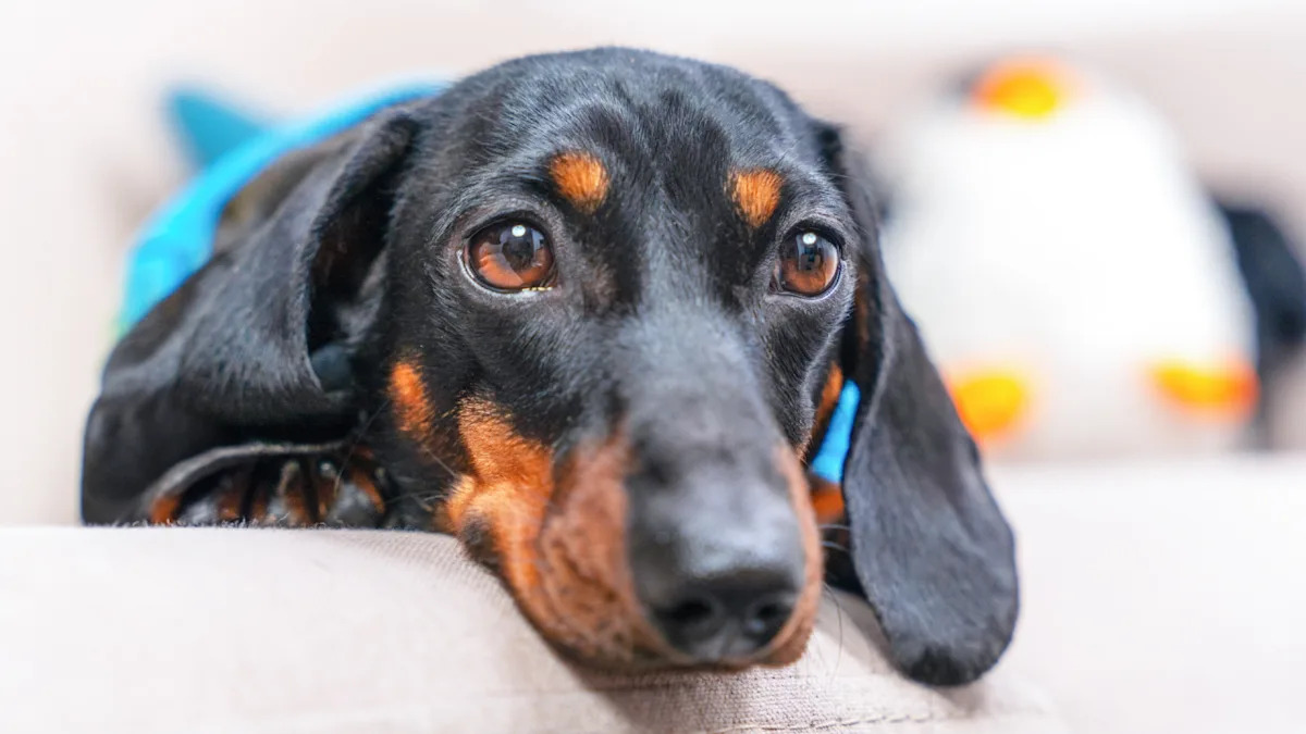 Watch This Hilarious Dachshund Use His ‘Elevator’ to Snuggle with Dad—You Won’t Stop Laughing! Watch This Hilarious Dachshund Use His ‘Elevator’ to Snuggle with Dad—You Won’t Stop Laughing!