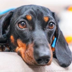 Watch This Hilarious Dachshund Use His ‘Elevator’ to Snuggle with Dad—You Won’t Stop Laughing! Watch This Hilarious Dachshund Use His ‘Elevator’ to Snuggle with Dad—You Won’t Stop Laughing!
