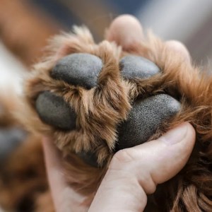 Meet the Dog That Resembles Paddington Bear: Why Everyone Is Going Wild Over This Adorable Pup! Meet the Dog That Resembles Paddington Bear: Why Everyone Is Going Wild Over This Adorable Pup!