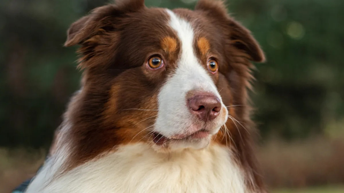 Aussie Pup Pleads with Mom to Say No to Foster Dog in Heartwarming Clip! Aussie Pup Pleads with Mom to Say No to Foster Dog in Heartwarming Clip!