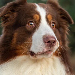 Aussie Pup Pleads with Mom to Say No to Foster Dog in Heartwarming Clip! Aussie Pup Pleads with Mom to Say No to Foster Dog in Heartwarming Clip!