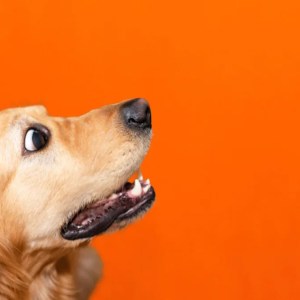 Watch This Adorable Golden Retriever’s Hilarious Reaction When Dad Pretends to Pet Him! Watch This Adorable Golden Retriever’s Hilarious Reaction When Dad Pretends to Pet Him!