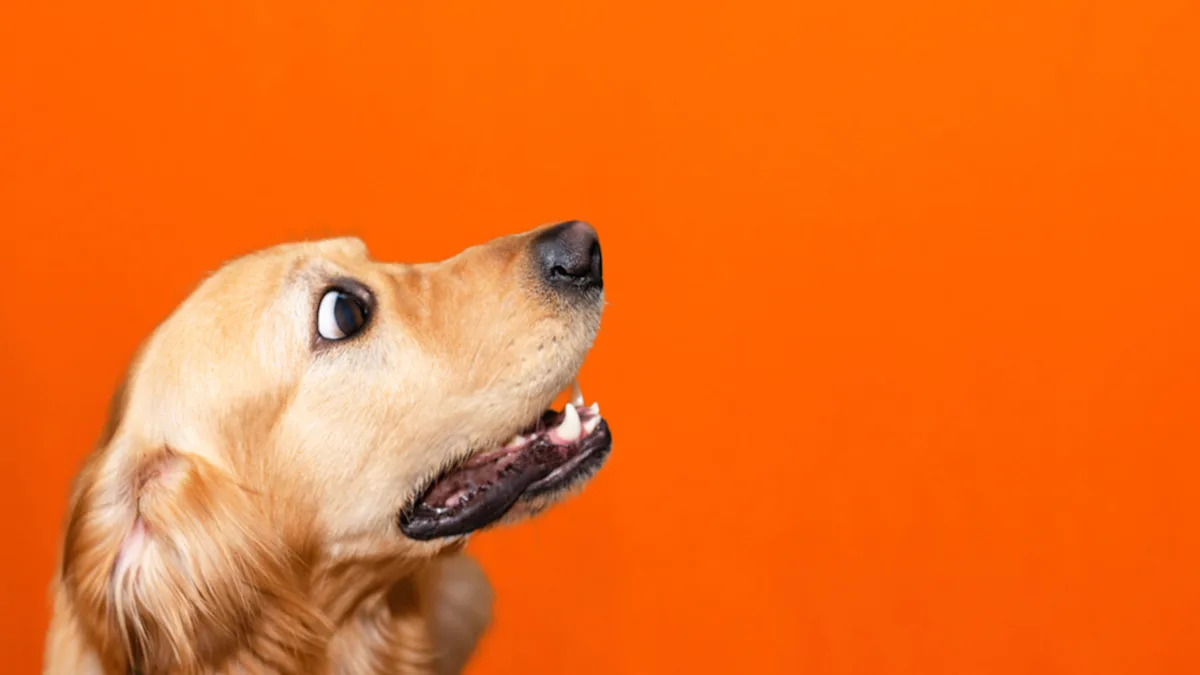 Watch This Adorable Golden Retriever’s Hilarious Reaction When Dad Pretends to Pet Him! Watch This Adorable Golden Retriever’s Hilarious Reaction When Dad Pretends to Pet Him!