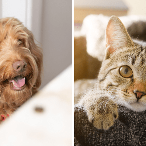 Discover the Aussie Brand’s .30 Solution to Keep Your Dogs and Cats Safe! Discover the Aussie Brand’s .30 Solution to Keep Your Dogs and Cats Safe!