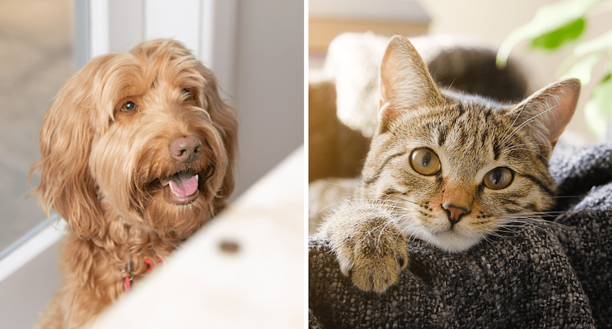 Discover the Aussie Brand’s .30 Solution to Keep Your Dogs and Cats Safe! Discover the Aussie Brand’s .30 Solution to Keep Your Dogs and Cats Safe!