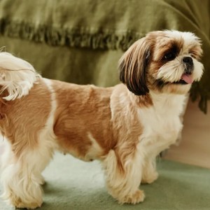 Mastering the Hilarious Stages of a Shih-Tzu’s Full-Blown Temper Tantrum: Your Ultimate Guide Mastering the Hilarious Stages of a Shih-Tzu’s Full-Blown Temper Tantrum: Your Ultimate Guide