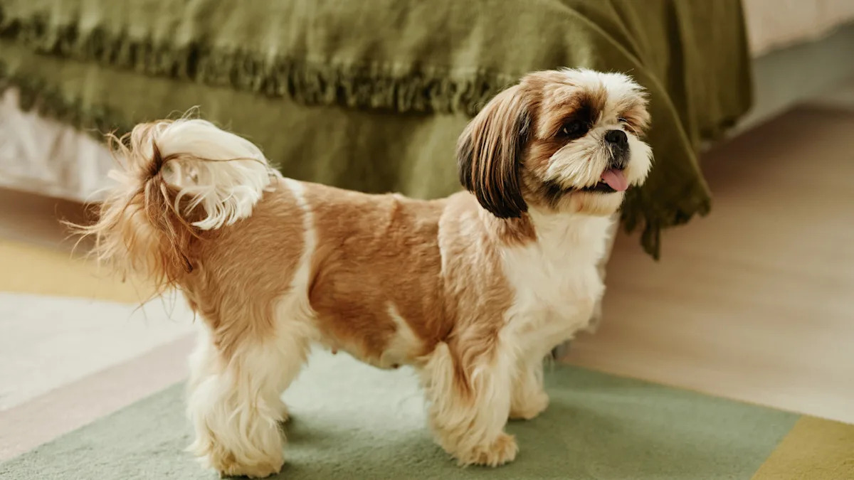 Mastering the Hilarious Stages of a Shih-Tzu’s Full-Blown Temper Tantrum: Your Ultimate Guide Mastering the Hilarious Stages of a Shih-Tzu’s Full-Blown Temper Tantrum: Your Ultimate Guide