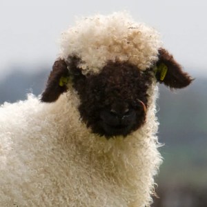 Heartwarming Journey: How a Family Embraces Their Rejected Lamb as One of Their Own Heartwarming Journey: How a Family Embraces Their Rejected Lamb as One of Their Own