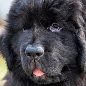 Adorable Newfoundland Puppy Can’t Stop ‘Making Biscuits’ with His Stuffed Toy – Prepare for a Cuteness Overload! Adorable Newfoundland Puppy Can’t Stop ‘Making Biscuits’ with His Stuffed Toy – Prepare for a Cuteness Overload!