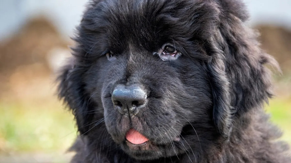 Adorable Newfoundland Puppy Can’t Stop ‘Making Biscuits’ with His Stuffed Toy – Prepare for a Cuteness Overload! Adorable Newfoundland Puppy Can’t Stop ‘Making Biscuits’ with His Stuffed Toy – Prepare for a Cuteness Overload!