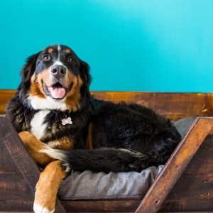 Heartwarming or Hilarious? Bernese Mountain Dog’s Reaction to Mom’s ‘Fruit Fetch’ Prank Takes TikTok by Storm! Heartwarming or Hilarious? Bernese Mountain Dog’s Reaction to Mom’s ‘Fruit Fetch’ Prank Takes TikTok by Storm!