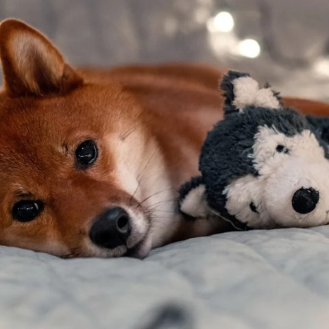 Missing Your Dog While Clubbing? You’re Not Alone—This Heartwarming Story Will Resonate! Missing Your Dog While Clubbing? You’re Not Alone—This Heartwarming Story Will Resonate!