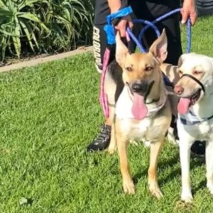 From Grief to Joy: How a Rescue Dog Overcame Loss and Found Friendship Again From Grief to Joy: How a Rescue Dog Overcame Loss and Found Friendship Again