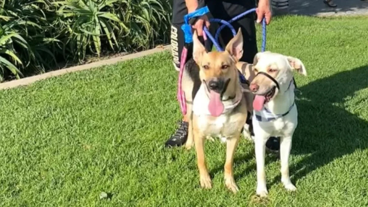 From Grief to Joy: How a Rescue Dog Overcame Loss and Found Friendship Again From Grief to Joy: How a Rescue Dog Overcame Loss and Found Friendship Again