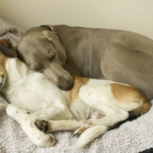 Heartwarming Moment: Senior Dog Gently Wakes 17-Year-Old Sister for Breakfast, Touching Hearts Everywhere Heartwarming Moment: Senior Dog Gently Wakes 17-Year-Old Sister for Breakfast, Touching Hearts Everywhere