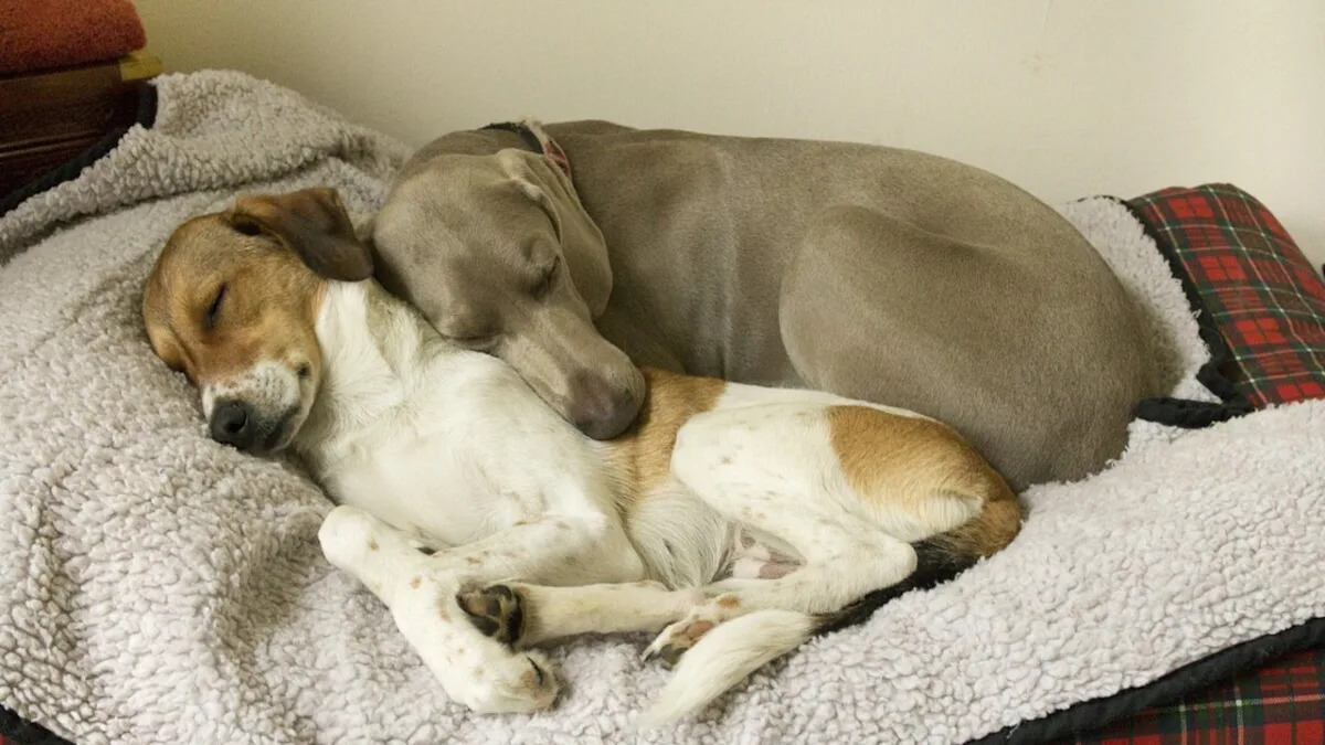 Heartwarming Moment: Senior Dog Gently Wakes 17-Year-Old Sister for Breakfast, Touching Hearts Everywhere Heartwarming Moment: Senior Dog Gently Wakes 17-Year-Old Sister for Breakfast, Touching Hearts Everywhere