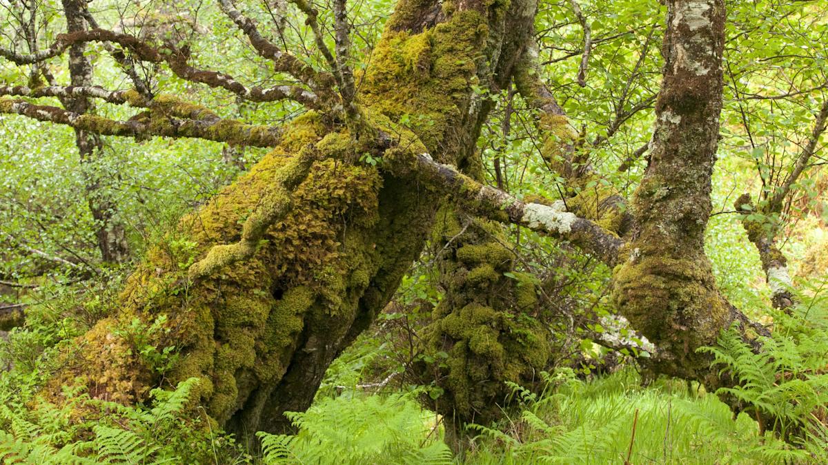 Reviving Britain’s Vanishing Rainforests: Why Scale Matters in the Fight for Conservation Reviving Britain’s Vanishing Rainforests: Why Scale Matters in the Fight for Conservation