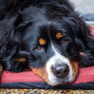 Watch These Hilariously Grumpy and Lazy Bernese Mountain Dogs Melt Your Heart! Watch These Hilariously Grumpy and Lazy Bernese Mountain Dogs Melt Your Heart!