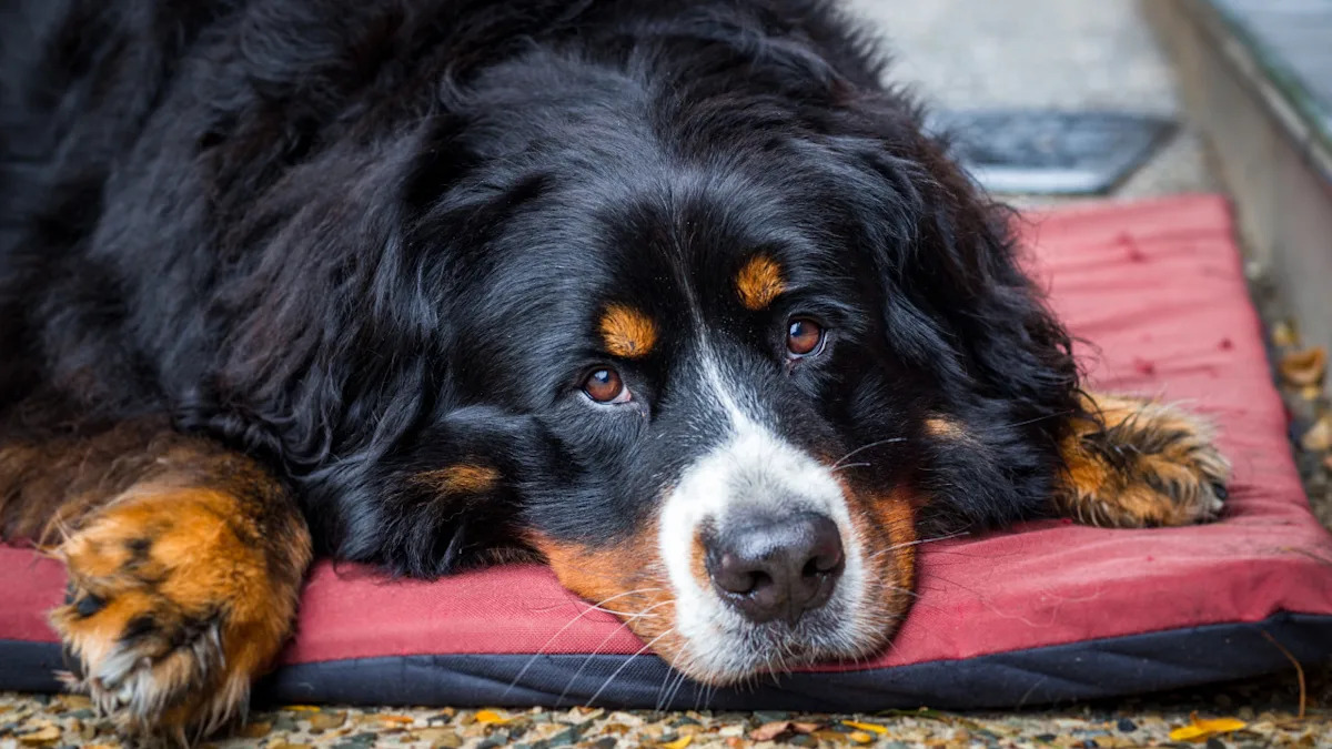 Watch These Hilariously Grumpy and Lazy Bernese Mountain Dogs Melt Your Heart! Watch These Hilariously Grumpy and Lazy Bernese Mountain Dogs Melt Your Heart!