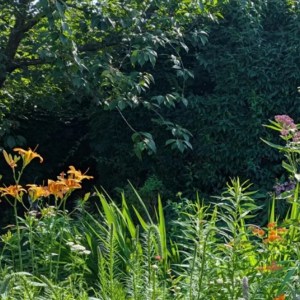 Community Triumph: Local Resident’s Lush Garden Blooms Following HOA Victory – ‘You Are My Hero!’ Community Triumph: Local Resident’s Lush Garden Blooms Following HOA Victory – ‘You Are My Hero!’