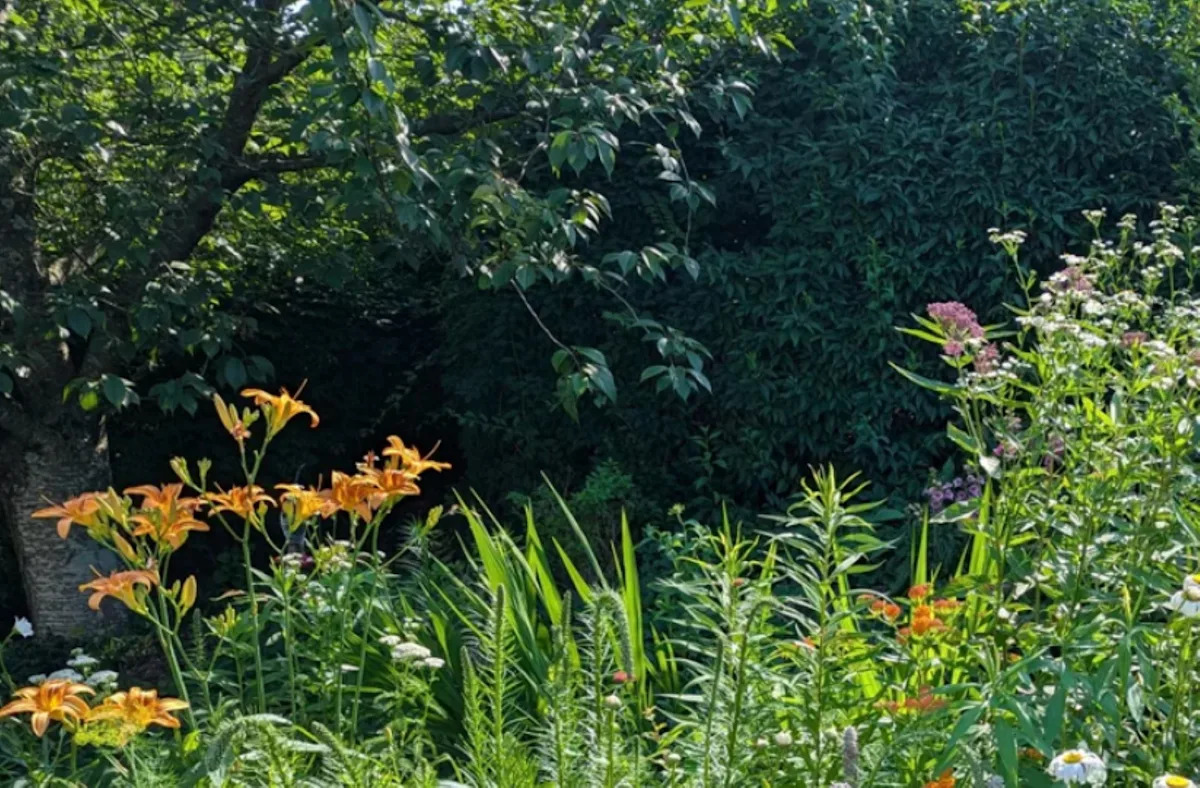 Community Triumph: Local Resident’s Lush Garden Blooms Following HOA Victory – ‘You Are My Hero!’ Community Triumph: Local Resident’s Lush Garden Blooms Following HOA Victory – ‘You Are My Hero!’